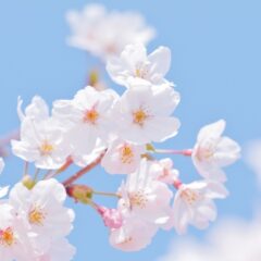 桜